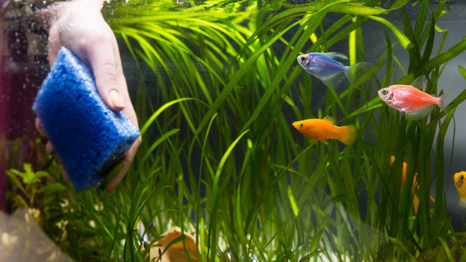 Top 10 Best Fish Tank Cleaning near you Airtasker SG