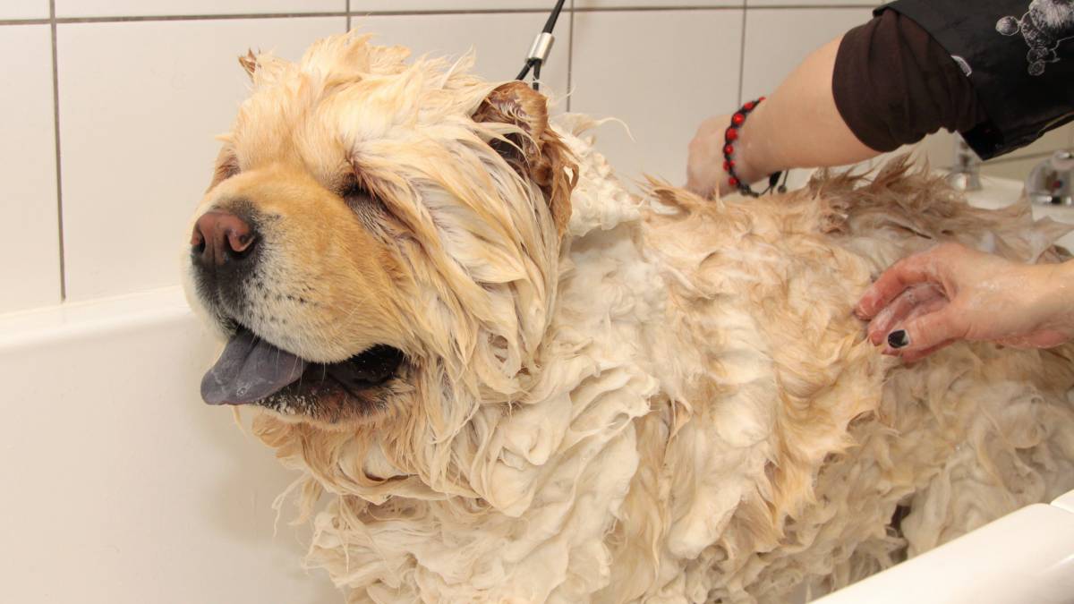 What Is The Average Cost Of A Dog Grooming