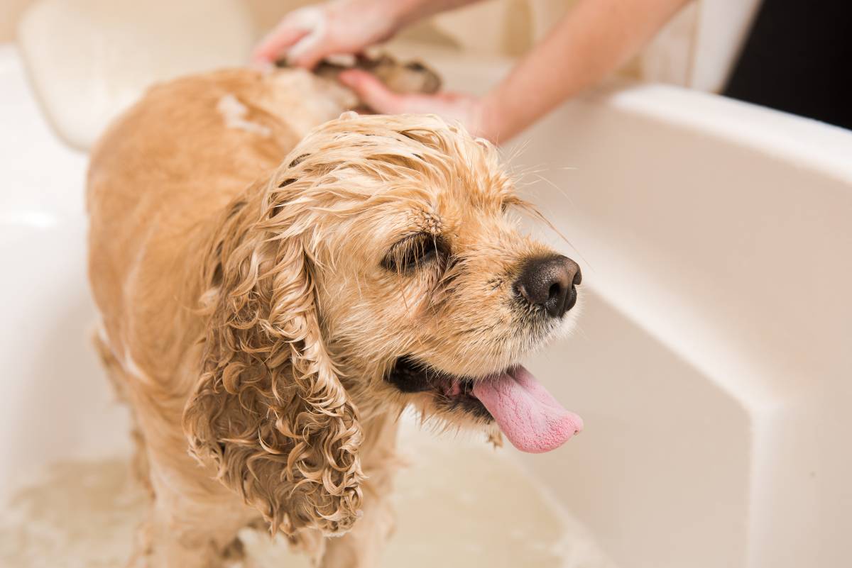 How to Groom a Dog in 5 Steps | Airtasker UK