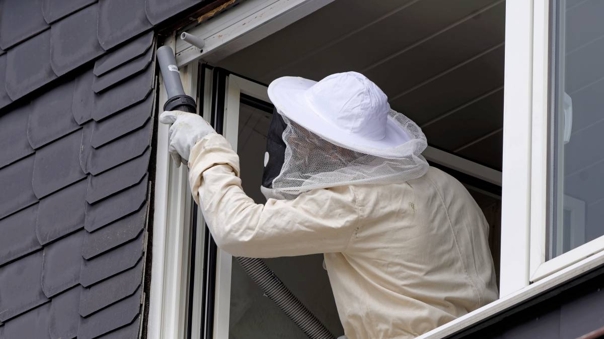 How Much Does Wasp Nest Removal Cost Airtasker Uk How Much Does Wasp Nest Removal Cost Airtasker Uk