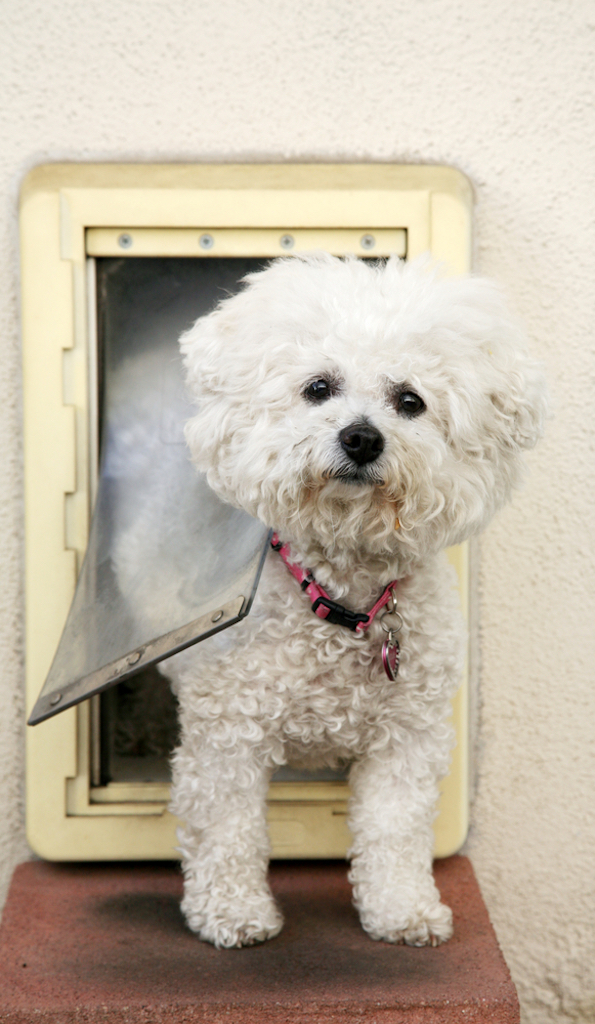 bichon frise dog going out through dog flap
