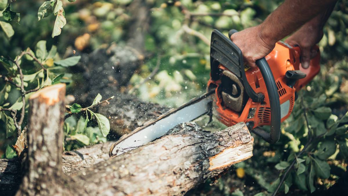 How much does a tree surgeon service cost? Airtasker UK
