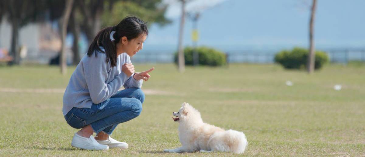 How Much Do Dog Walkers Earn In Australia