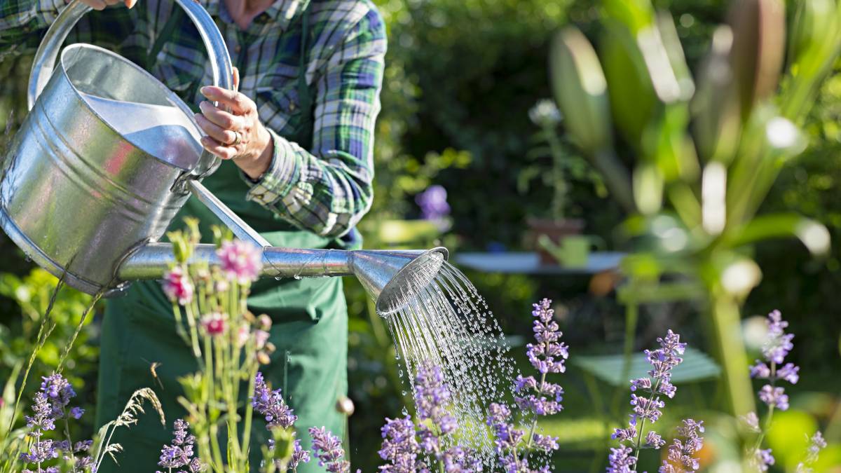 How Much Does A Gardener Cost In 2024 Airtasker AU how-much-does-a-gardener-cost-in-2024-airtasker-au