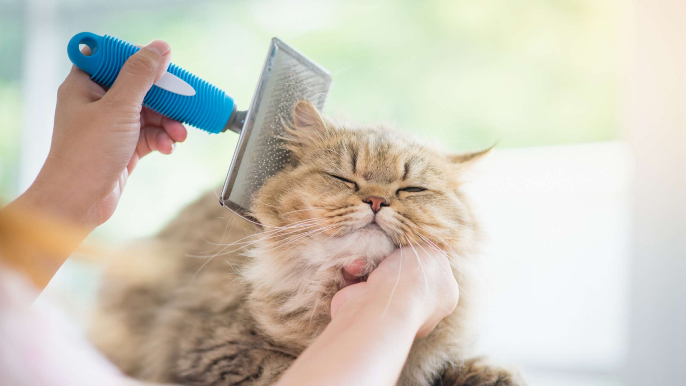 Top 10 Best Rated Local Cat Groomers near you | Airtasker AU