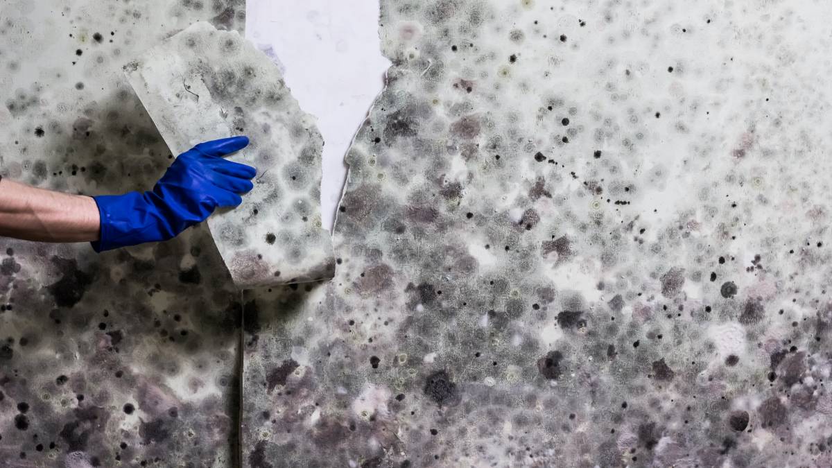 Mould Removal Cost Guide Airtasker UK