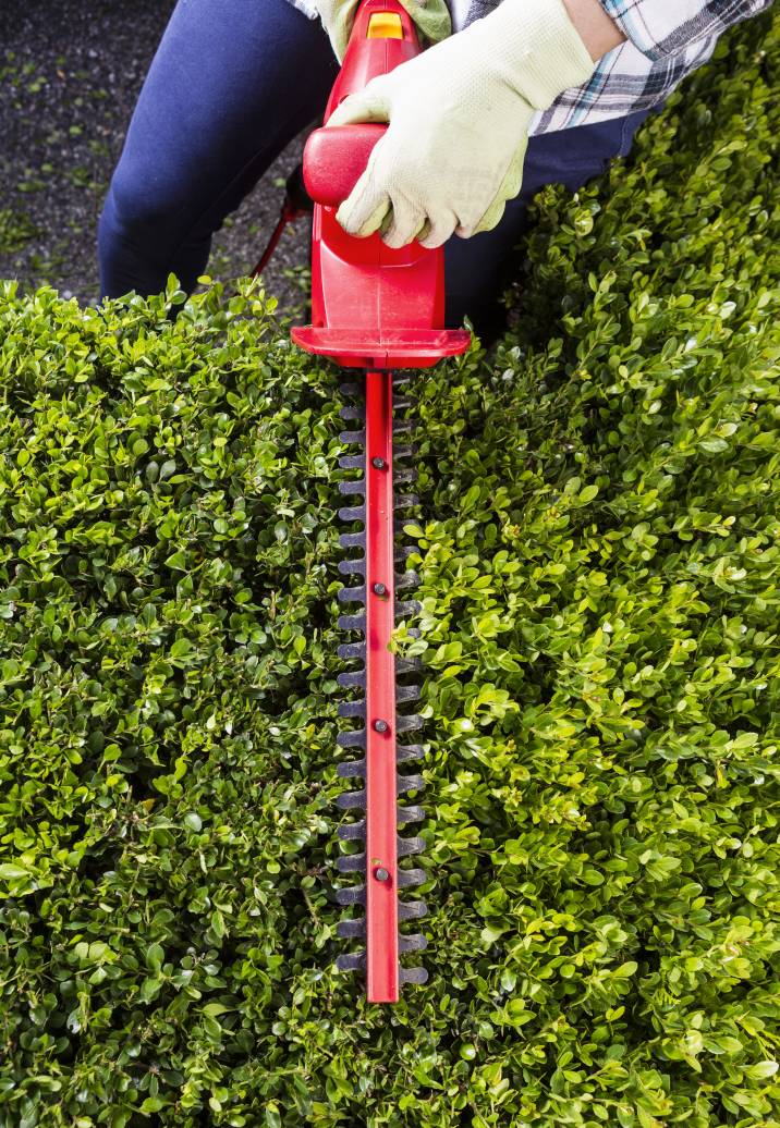How to Trim Bushes Airtasker UK