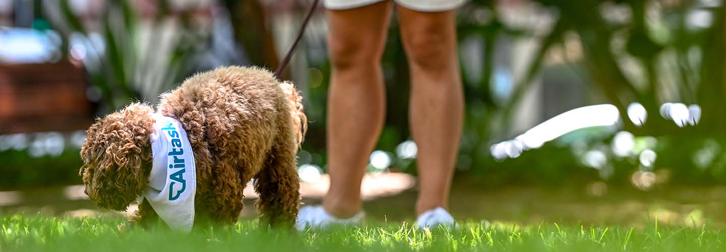 50 Best Rated Dog Walkers near you Airtasker SG