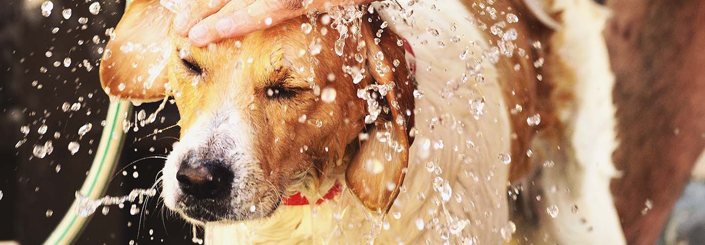 Find the best Dog Washers in Cherrybrook Airtasker