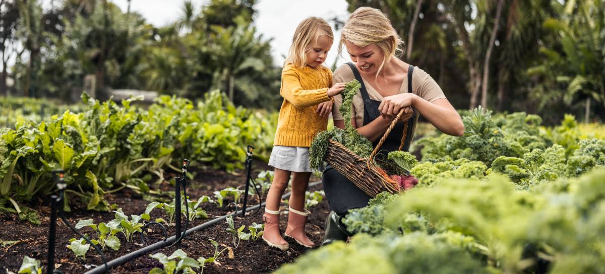 How to Start a Vegetable Garden in Your Backyard, DIY | Airtasker US