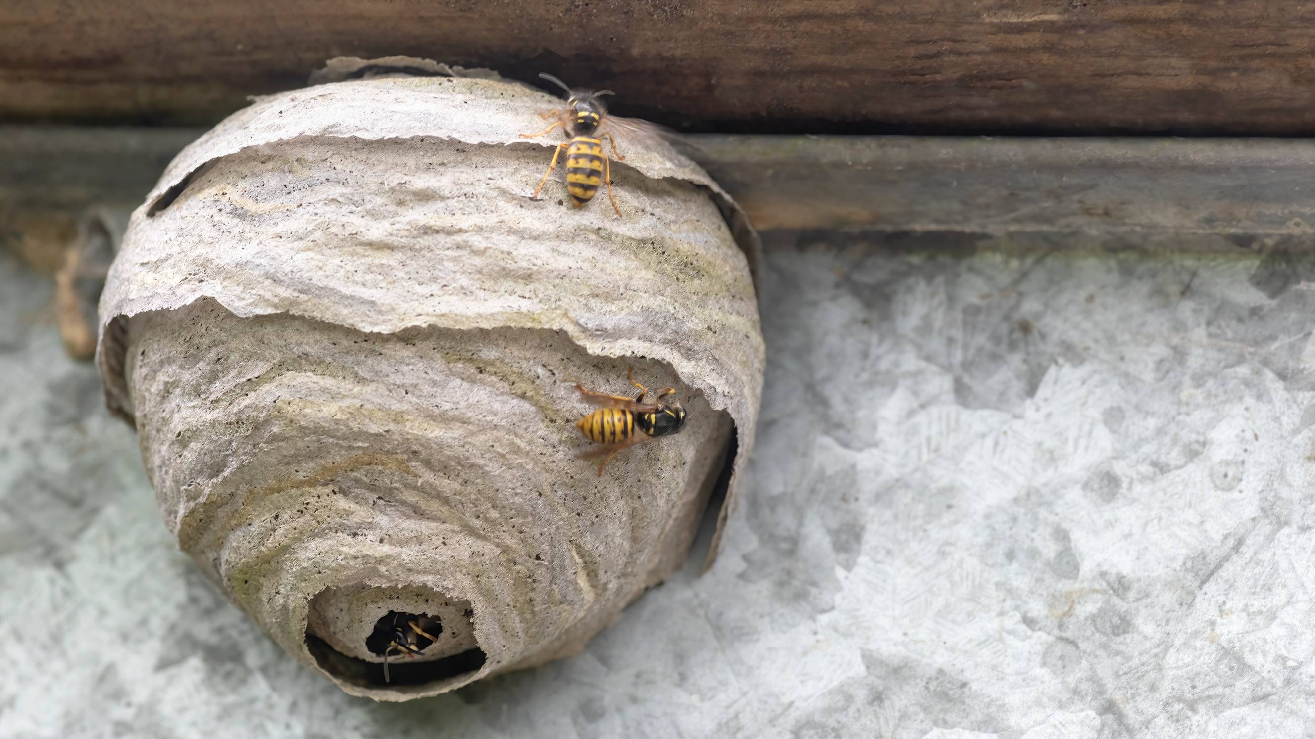 How Much Does Wasp Nest Removal Cost in the US? [2025 Data] | Airtasker US